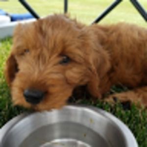 Meet your Posher, Dana